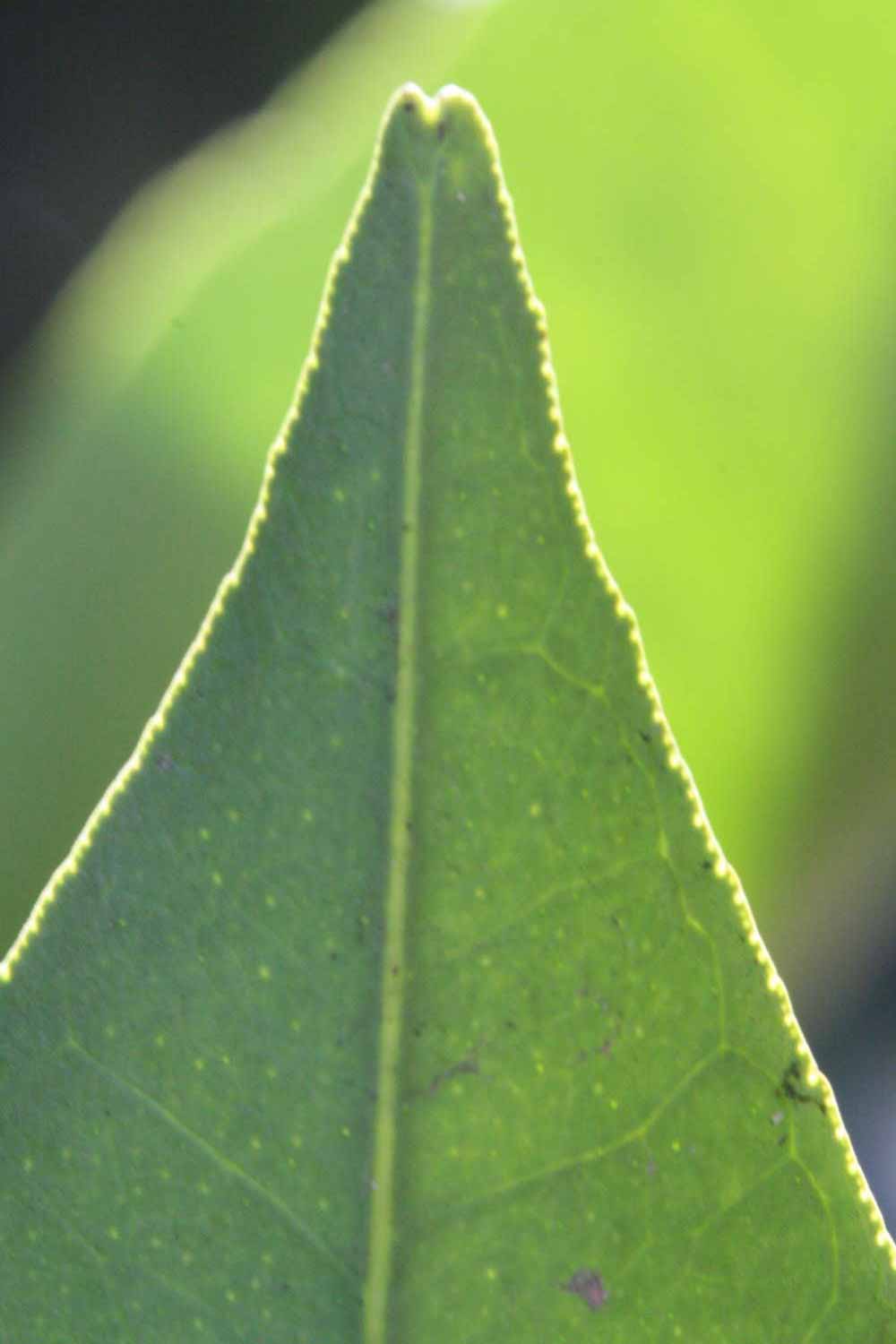            Margin (Fisher, Riverside, CA)   